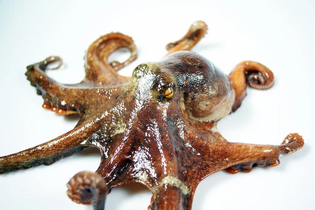 Kraken, l'exchange polyvalent : Six acquisitions en un an pour devenir le Bloomberg de la crypto